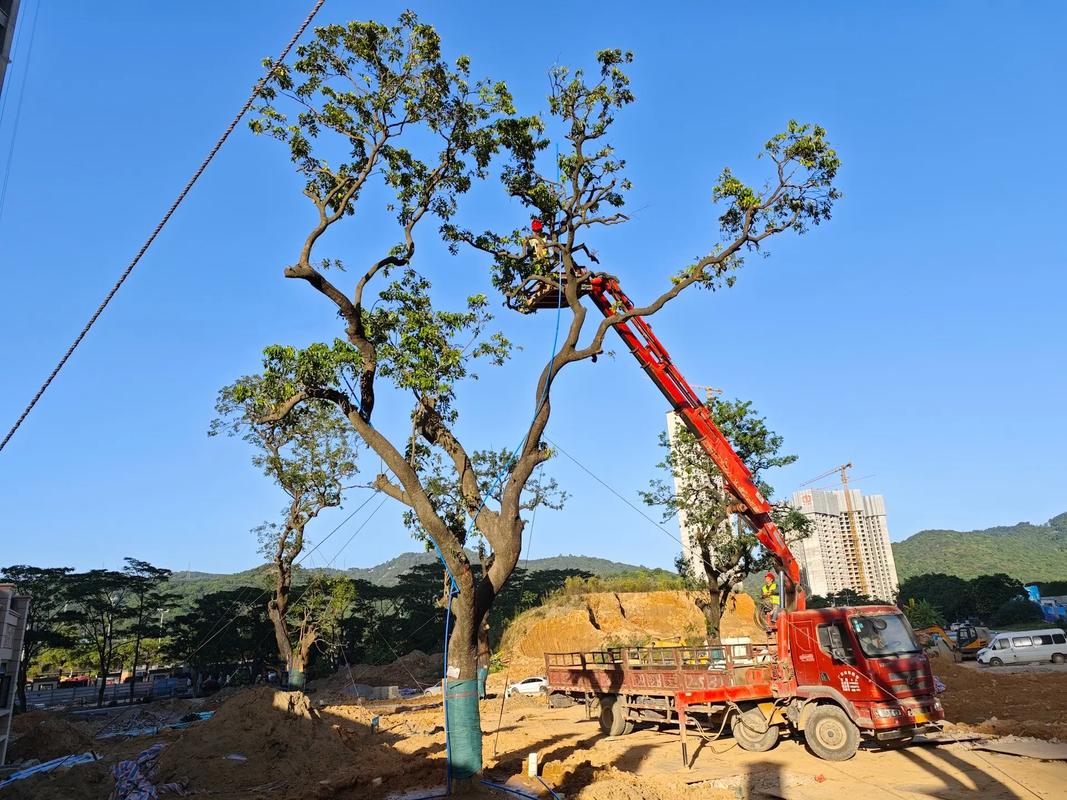 绿色希望破土而出 一个月园林绿化工程成果实拍