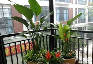 深圳园林绿化 从别墅庭院到城市道路，专业设计施工一体化服务